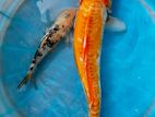 Koi Carp