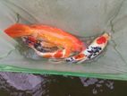 Koi Carp Fish