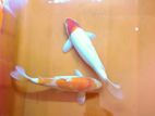 Koi Carp Fish
