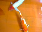 Koi Carp Fish