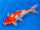 Koi Carp