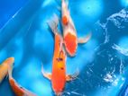 Koi Carp