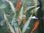 Koi Carp Fish