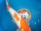 Koi Carf Fish