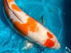 Koi Carp Fish