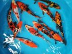 Koi Carp