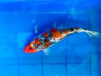 Koi Carp Fish
