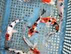 Koi Carp