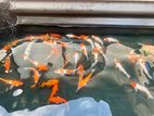 Koi Carp Fish