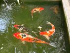 Koi Carp