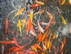 Koi carp