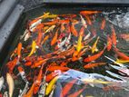 Koi carp