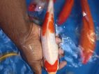 Koi Carp