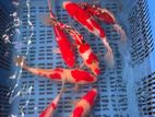 Koi Carp
