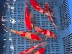 Koi Carp