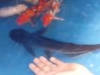 Koi Carp