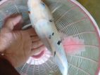 Koi Carp