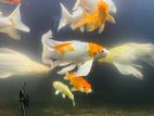 Koi Carp Fish