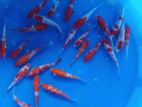 Koi Carps Fish
