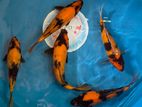 Koi Carp Fish