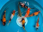 Koi Carp Japanese Bloodline