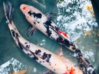 Koi Carp ( කාෆ් සුරතල් මසුන්)