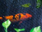 Koi Carp Orange and Black