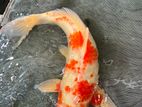 Koi Carp Pair 15 Inches