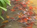 Koi Carps Fish