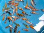 Koi Carps