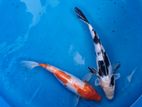 Koi Carps Fish