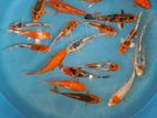 Koi Carps