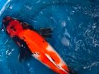 Koi Carp Fish