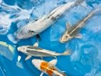koi fish