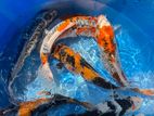 Koi Carps Fish