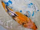 Koi Fish and Carp