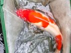 Koi Fish And Normal Carf