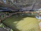 Koi Fish Farm for Sale in Kadawatha
