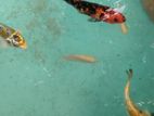Koi Fish