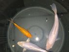 Koi Fish