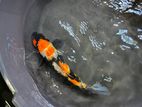 Koi Fish