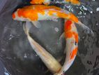 Koi Fish