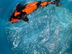 Koi fish