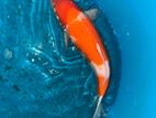 Koi Fish