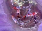 Koi Fish