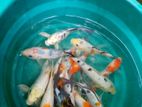 Koi Fish