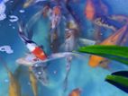 Koi Fish