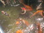 Koi Fish