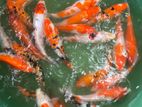 Koi Fish