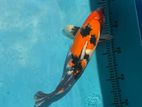 Koi Fish